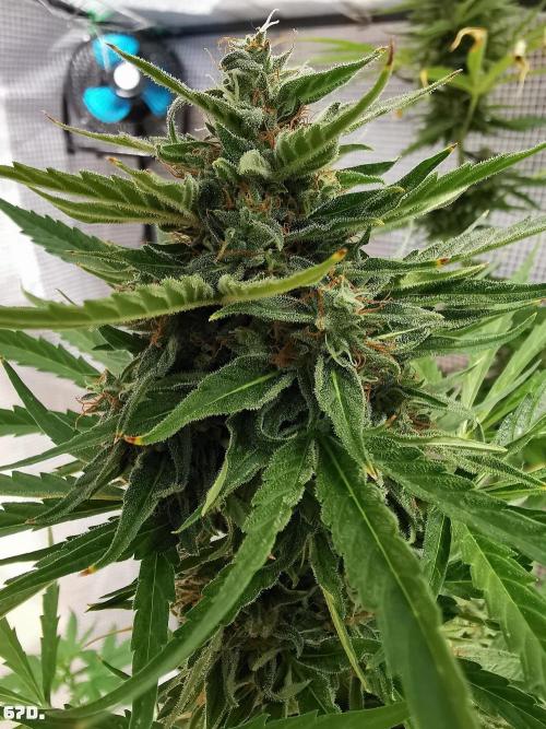 AUTO MilkyWay ROYALQUEENS. Week 10