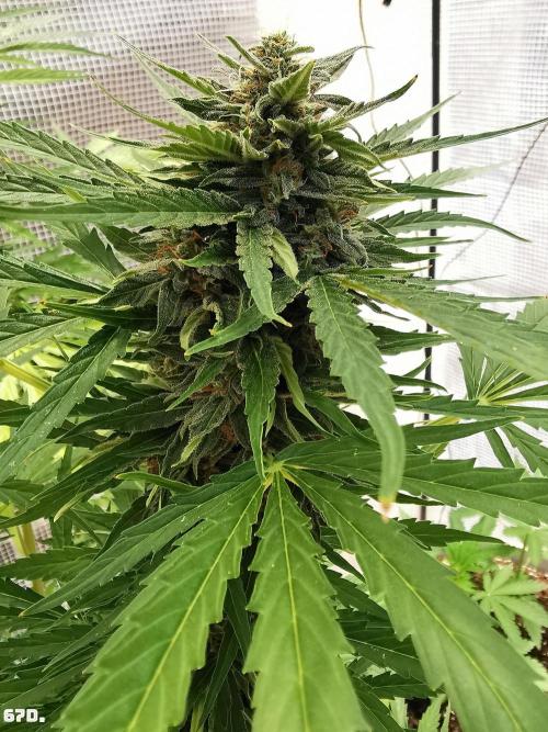 AUTO MilkyWay ROYALQUEENS. Week 10