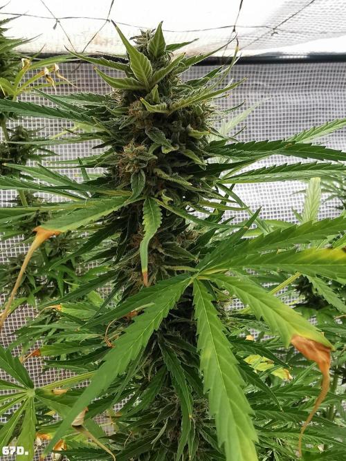 Milky Way F1. Week 10