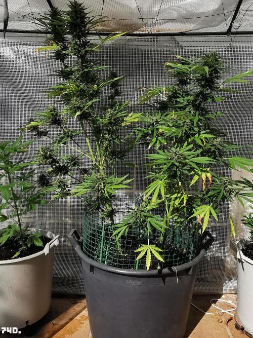AUTO MilkyWay ROYALQUEENS. Week 11
