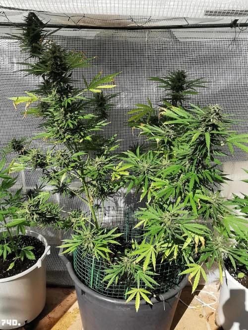 AUTO MilkyWay ROYALQUEENS. Week 11