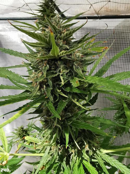 AUTO MilkyWay ROYALQUEENS. Week 11