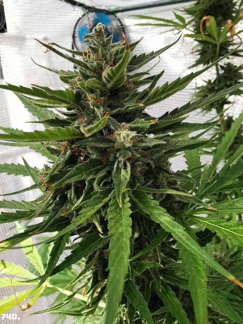 AUTO MilkyWay ROYALQUEENS. Week 11