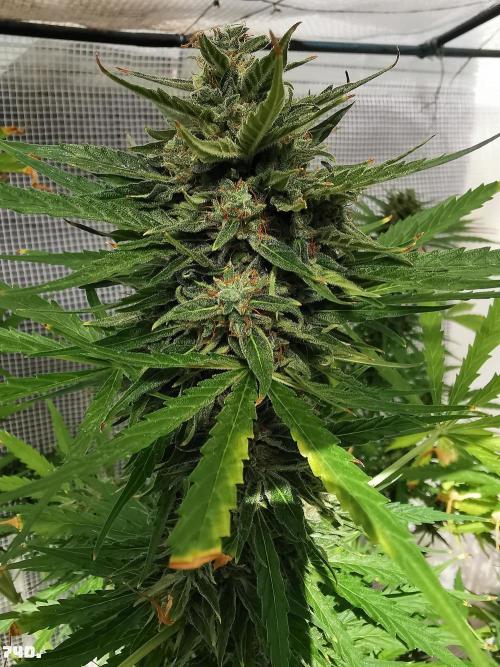 AUTO MilkyWay ROYALQUEENS. Week 11