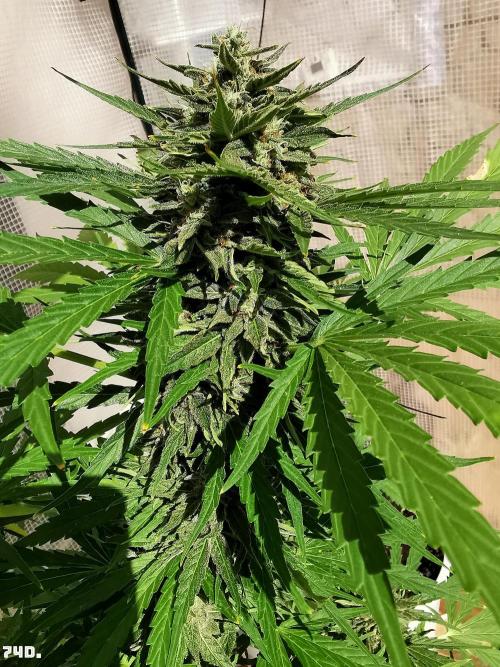 AUTO MilkyWay ROYALQUEENS. Week 11