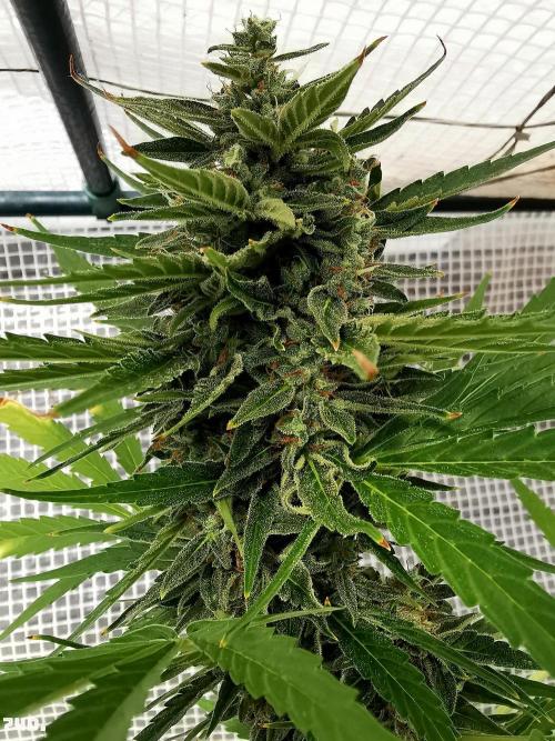AUTO MilkyWay ROYALQUEENS. Week 11