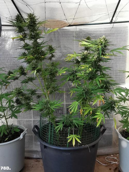 AUTO MilkyWay ROYALQUEENS. Week 11