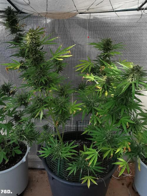 AUTO MilkyWay ROYALQUEENS. Week 11