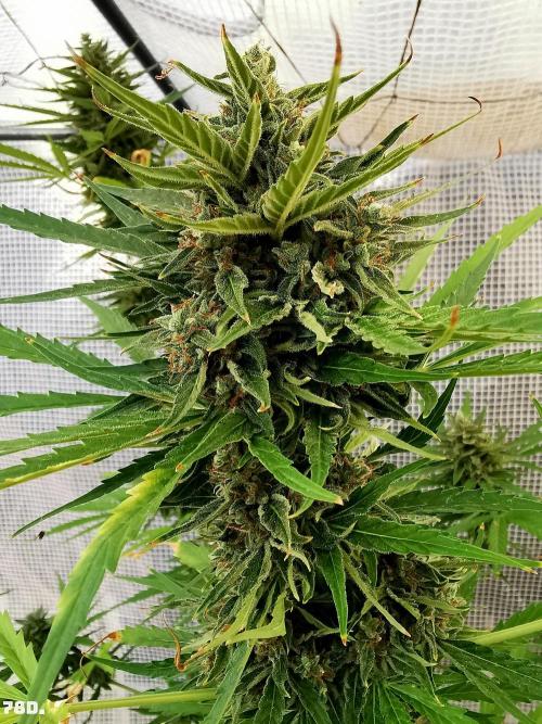 AUTO MilkyWay ROYALQUEENS. Week 11