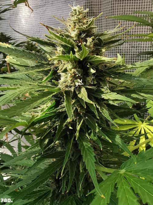 AUTO MilkyWay ROYALQUEENS. Week 11