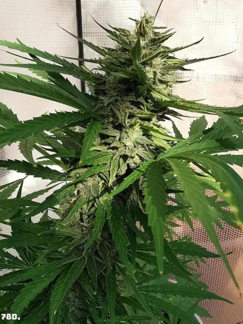 Milky Way F1. Week 11