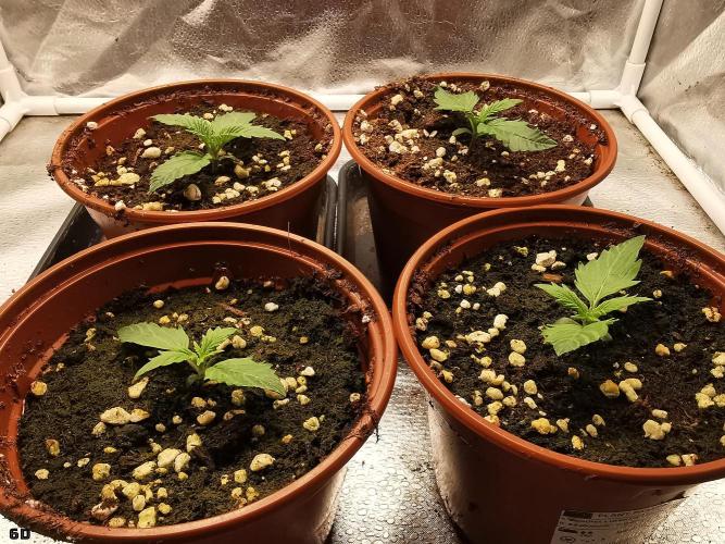 C+ Auto EXT.. Week 1