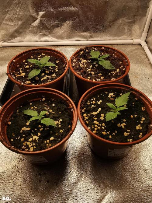 C+ Auto EXT.. Week 1