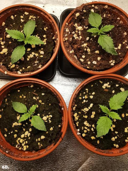 C+ Auto EXT.. Week 1