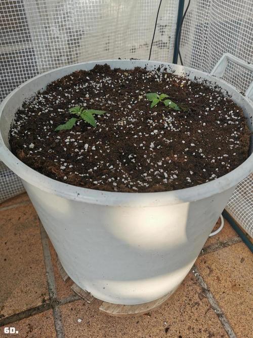 C+ Auto EXT.. Week 1