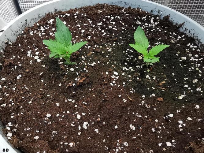 C+ Auto EXT.. Week 2