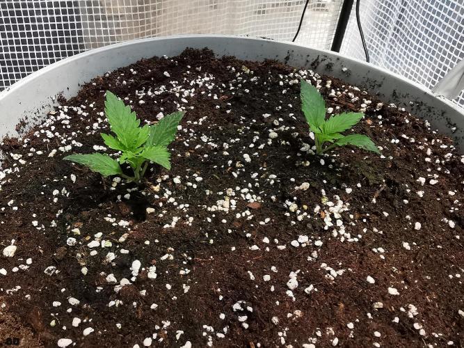 C+ Auto EXT.. Week 2