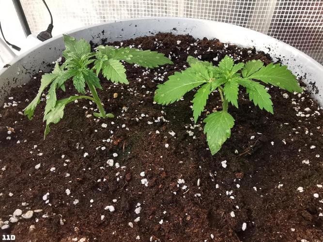 C+ Auto EXT.. Week 2