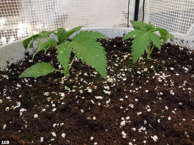 C+ Auto EXT.. Week 2