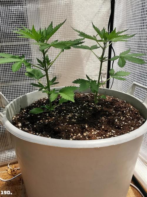 C+ Auto EXT.. Week 3