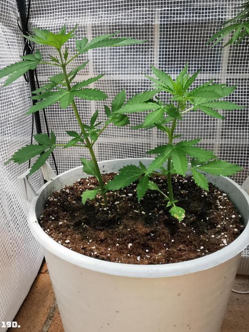 C+ Auto EXT.. Week 3