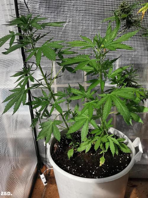 C+ Auto EXT.. Week 4