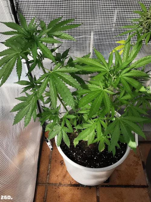 C+ Auto EXT.. Week 4