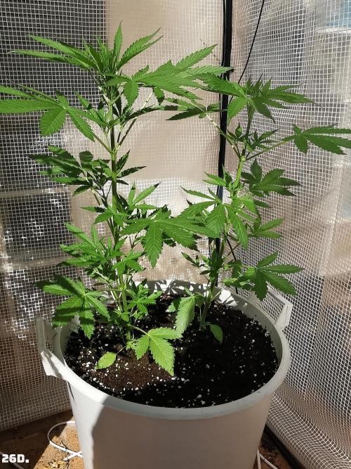 C+ Auto EXT.. Week 4