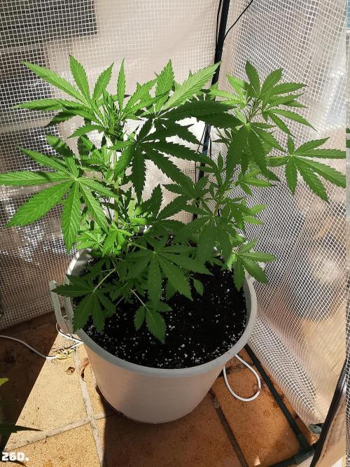 C+ Auto EXT.. Week 4