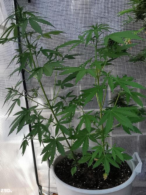 C+ Auto EXT.. Week 5