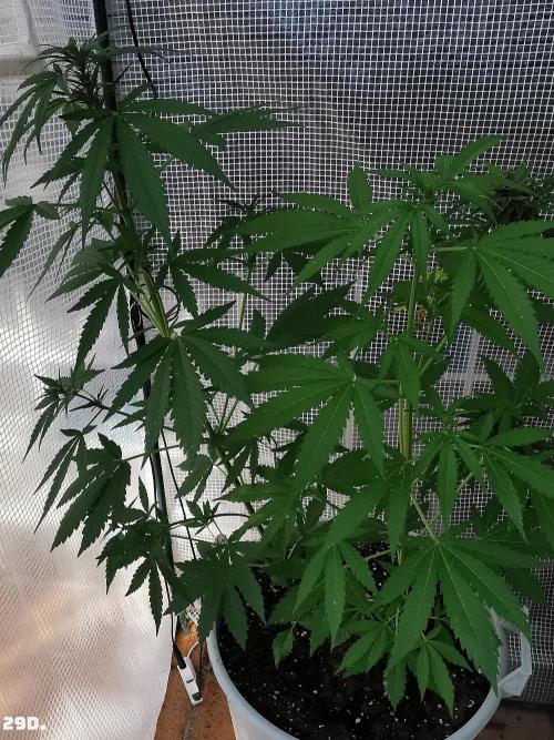 C+ Auto EXT.. Week 5