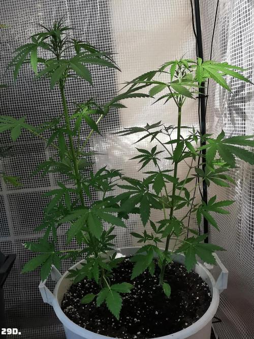 C+ Auto EXT.. Week 5