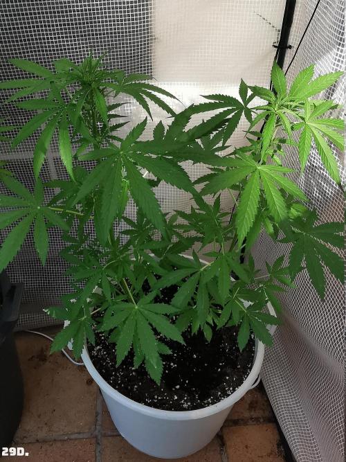 C+ Auto EXT.. Week 5