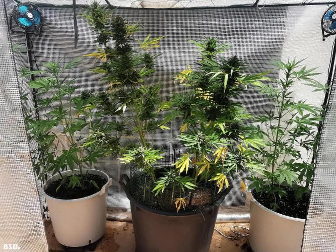 AUTO MilkyWay ROYALQUEENS. Week 12