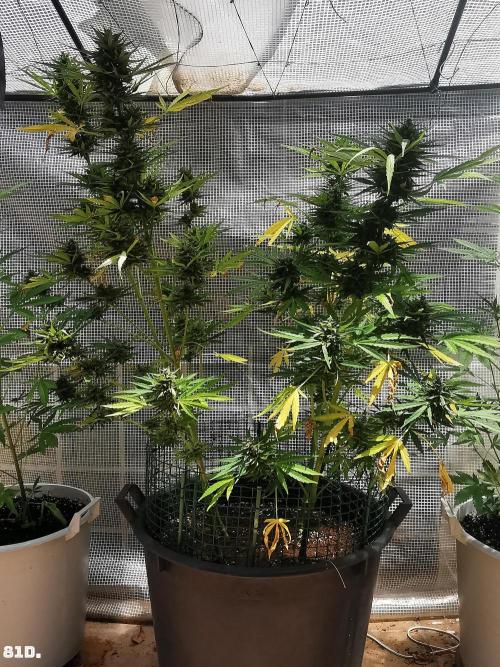 AUTO MilkyWay ROYALQUEENS. Week 12