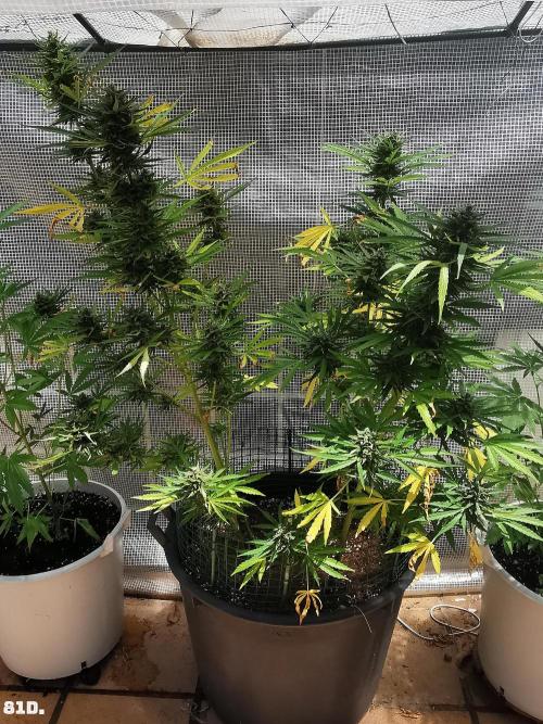 AUTO MilkyWay ROYALQUEENS. Week 12