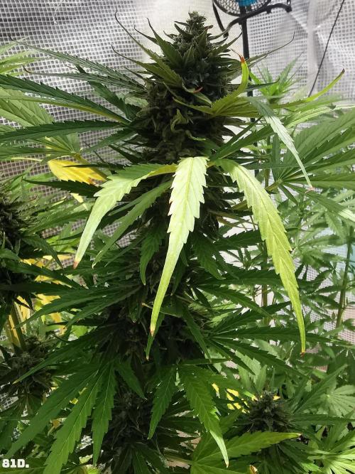 AUTO MilkyWay ROYALQUEENS. Week 12
