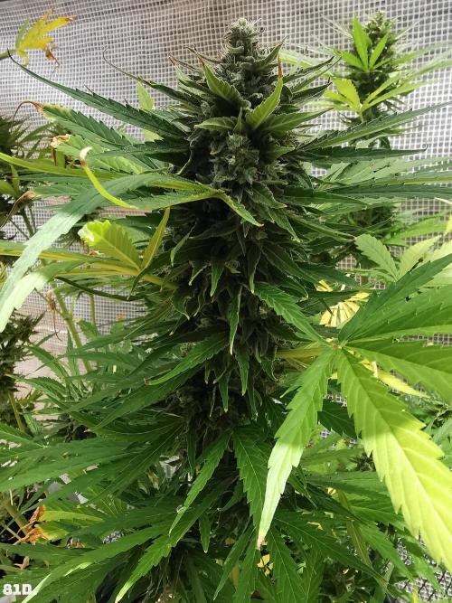 AUTO MilkyWay ROYALQUEENS. Week 12