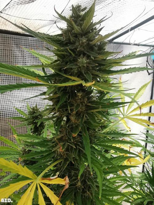 AUTO MilkyWay ROYALQUEENS. Week 12