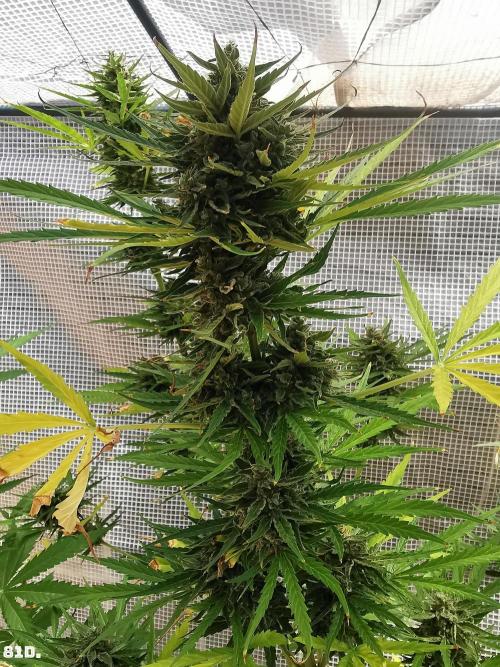 AUTO MilkyWay ROYALQUEENS. Week 12