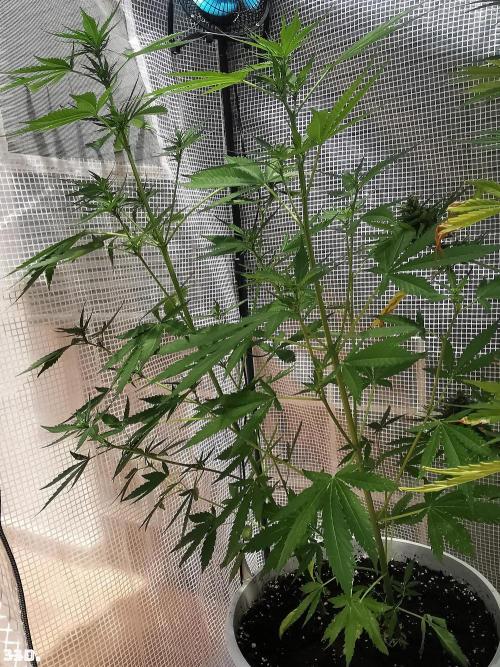 C+ Auto EXT.. Week 5 - 33d