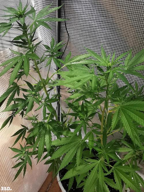 C+ Auto EXT.. Week 5 - 33d