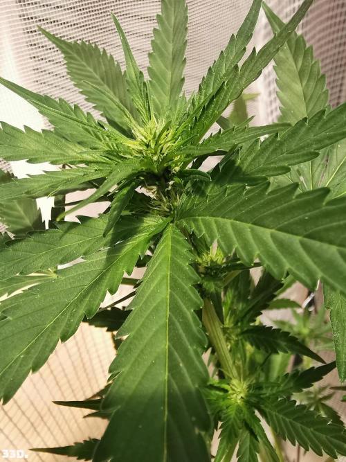 C+ Auto EXT.. Week 5 - 33d
