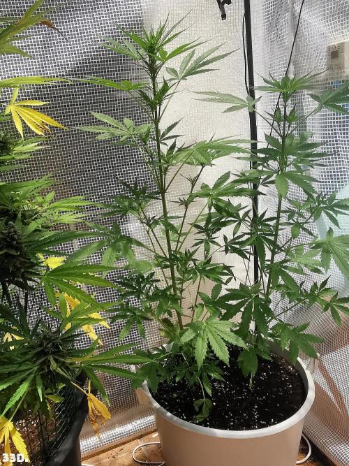 C+ Auto EXT.. Week 5 - 33d