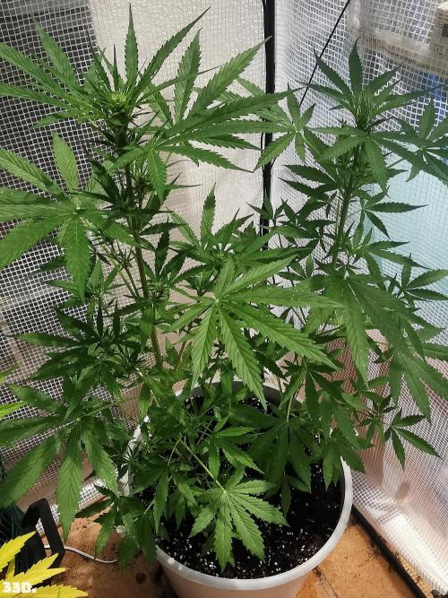 C+ Auto EXT.. Week 5 - 33d