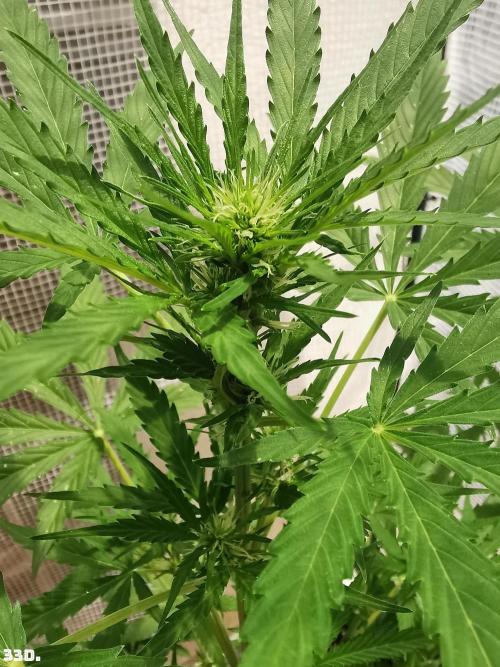 C+ Auto EXT.. Week 5 - 33d