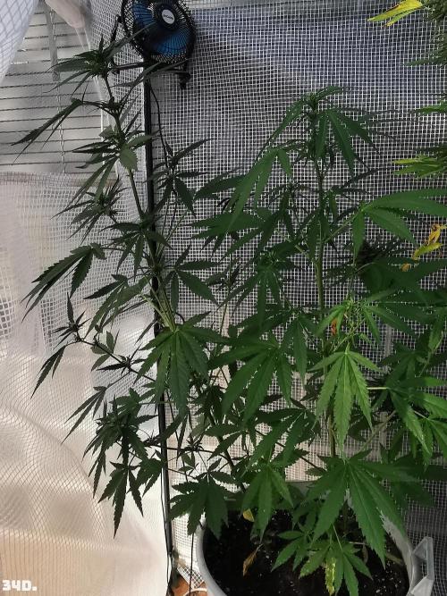 C+ Auto EXT.. Week 5 - 34d