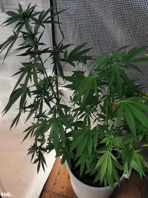 C+ Auto EXT.. Week 5 - 34d