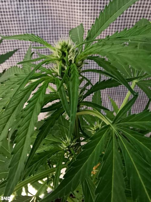C+ Auto EXT.. Week 5 - 34d