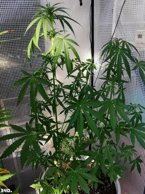 C+ Auto EXT.. Week 5 - 34d